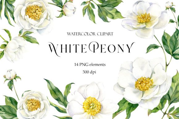 Download Peony Watercolor Clipart, White Flowers - White flowers Collection